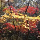 (주)삼백관광 Daum카페