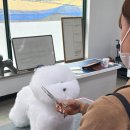 정애견미용학원 티스토리