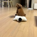 털뭉탱이 이미지