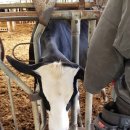 돈보라목장 이미지