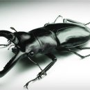 하늘소 이미지
