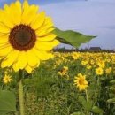 해바라기 이미지