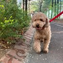 해이당 부산애견호텔 강아지유치원 반려견미용 목욕 교육 훈련 | 마곡 발산 애견미용 유치원 호텔과 픽업 드랍 서비스까지 가능한 곳 | 두두핏