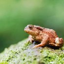 금두꺼비 이미지