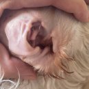 홍일반점 이미지