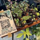 라떼빠빠플랜트