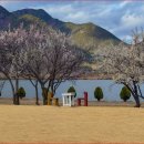 매화공원 이미지