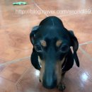 미용하는 퍼피마미 이미지