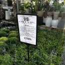 한국화훼센타 | 남사 화훼단지 남사 예삐 플라워 아울렛 에르베플라워 대왕토끼발고사리를 찾아서