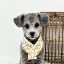 몽몽하개 이미지