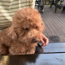 순심이네한우흑돼지 이미지