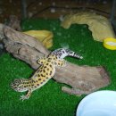 인천직]레게 하옐_정글 준성체 수컷 분양 내용必 사진有 ★☆★☆ 이미지