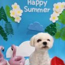 멍글멍글애견호텔미용 이미지