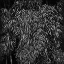 저 너머 달빛 이미지