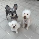 똥싼 강아지 | 똥먹는 강아지 식분증 고칠수 있을까요? 2년 교육 후기