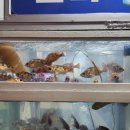 코리아회집 | 온천장 회 맛집으로 유명한 오륙도 횟집 다녀온 후기