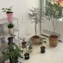 하우스오브플로 이미지