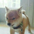 발발이