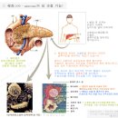 프로 다이어터는 식곤증에도 강하다! 이미지