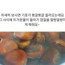 생밤 손쉽게 까는법 이미지