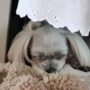 운정힐링동물병원 | 일산 동물병원 추천 운정힐링동물병원 진료시간비용위치리뷰