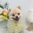 단비네 애견미용 이미지