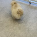 군자애견 | 군자 애견미용 포메라니안 깔끔하게 관리한 그로밋 후기