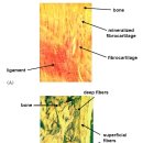 Biomechanics of knee ligaments. injury and healing, repair - 임나라 이미지