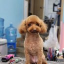 넘버원트리머 이미지