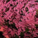 후니네멍멍이 이미지