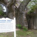바오바브(baobab)