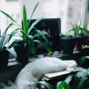 고양이라서 행복해 이미지