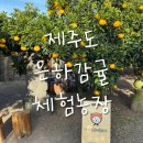 은하농장 | 제주 은하감귤체험농장 방문 체험 후기 내돈내산