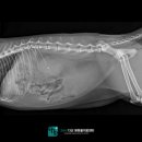 희망동물병원 - 송파구 올림픽로 88 | 남양주 고양이 전문 동물병원, 고양이 요복 치료 후기