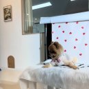 하나펫살롱 이미지