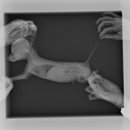 도그메종 이미지