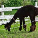 전제만목장 이미지