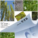 검은 포플러 Populus nigra L. 이미지