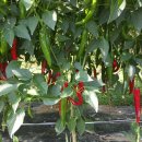 영화농장 이미지