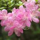 숲속의요정 이미지