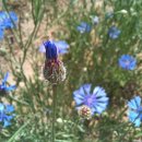 수레와달구지 이미지