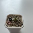 원산전자 | [오니소갈룸 토르투오섬 군생화] 홈가드닝 후기｜귀엽고 키우기 쉬운 아프리카 공기정화식물