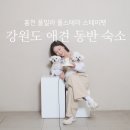 강원도 애견 동반 숙소 홍천에 위치한 풀스테이 개별 운동장 있는 풀빌라