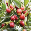 법인서림농원