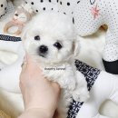 테디 켄넬 이미지