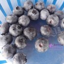 동신농장 이미지