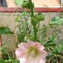 성주관광주유소 이미지