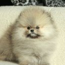 파주켄넬 이미지