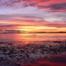 꿀맛붕어빵