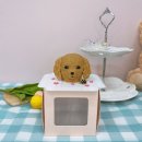 포레그스 이미지